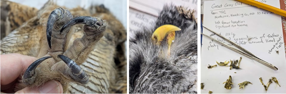 Left: Talons of a Great Gray Owl (GGOW). / Photo by Joel Dunnette / Center: You wouldn’t want your fingers to be caught in the bill of a GGOW, designed for ripping prey apart. / Photo by Steve Dietz / Right: Bones of a vole recovered from GGOW’s stomach. / Photo by Steve Dietz