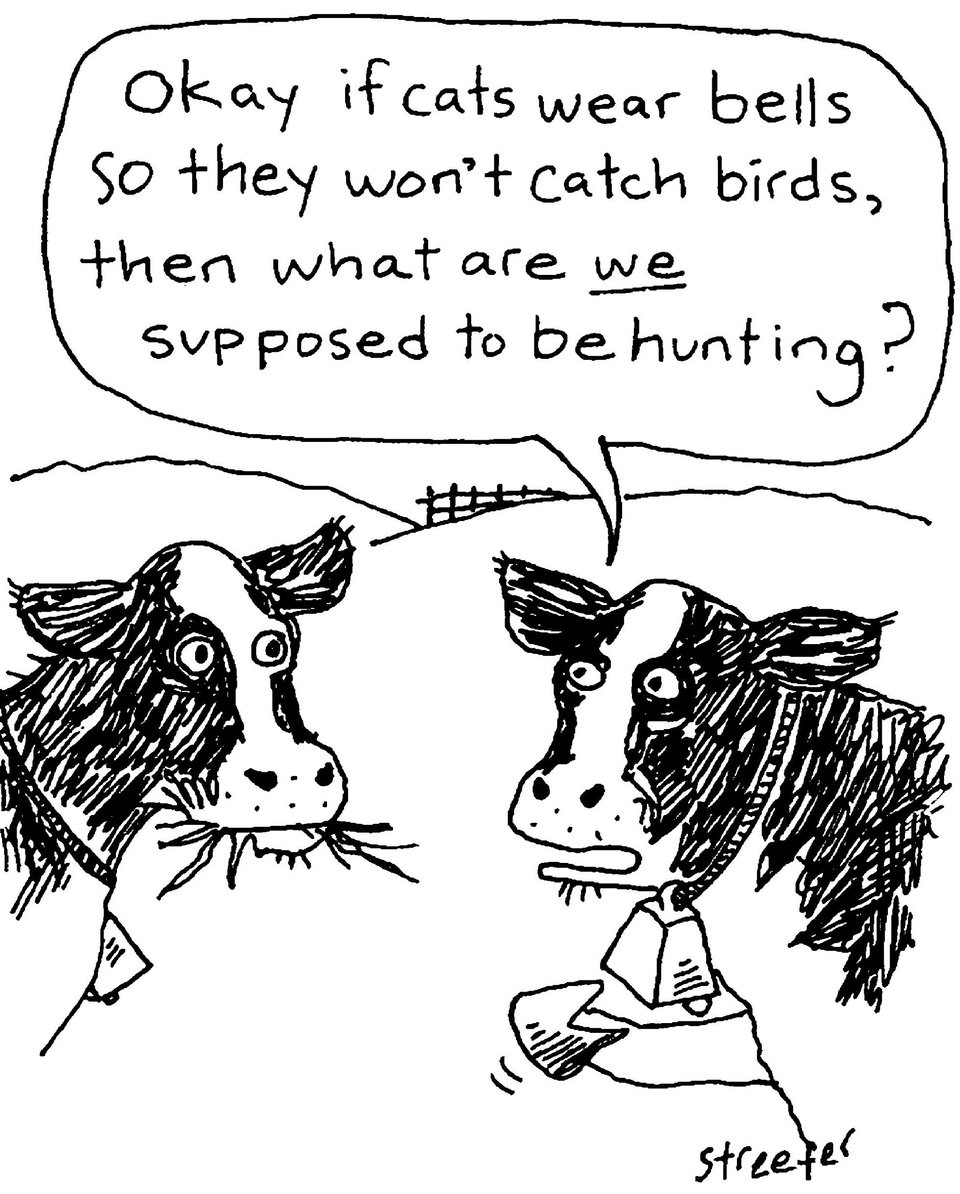 two cows talking to each other, one says, "okay if cats wear bells so they won't catch birds, then what are WE supposed to be hunting?