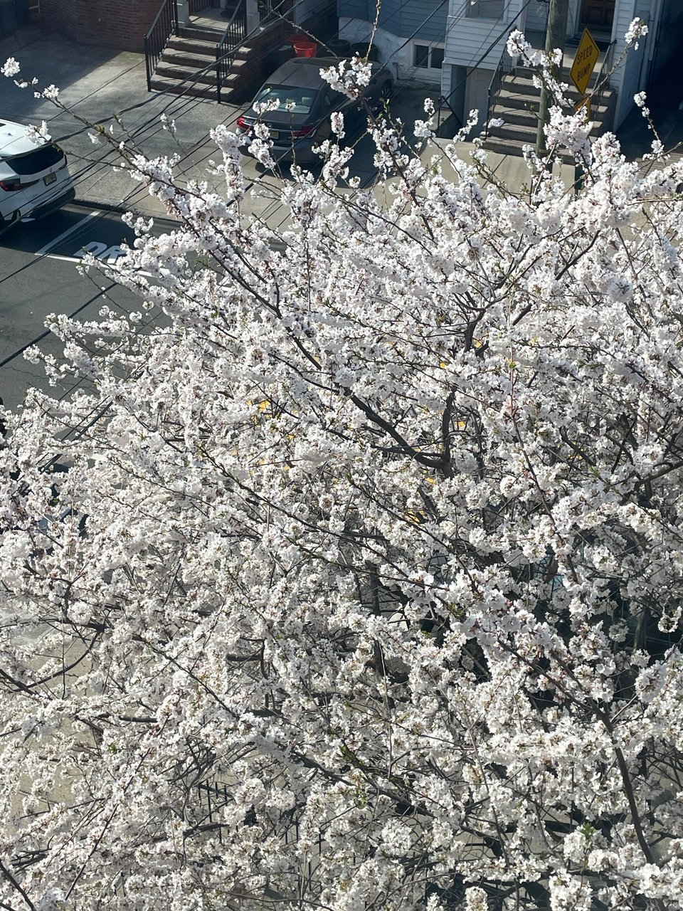 Blossoms around where I moved