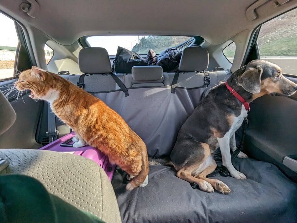 An orange cat screaming in the backseat of a car, next to a somber looking dog with floppy ears