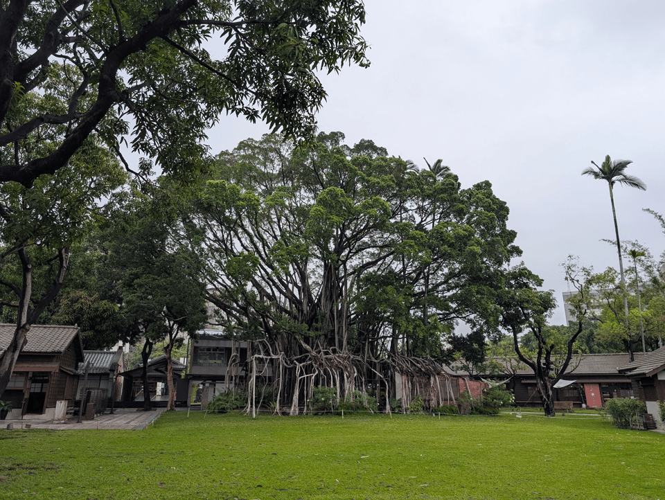 A photo of a large banyan tree - the top is shaped like a head of broccoli and the bottom has a ton of roots that are arranged in arcs from the main part of the tree, similar to a cathedral's flying buttresses. There's a large green lawn between the camera and the tree, and around the tree are a handful of single story, Japanese-style houses.
