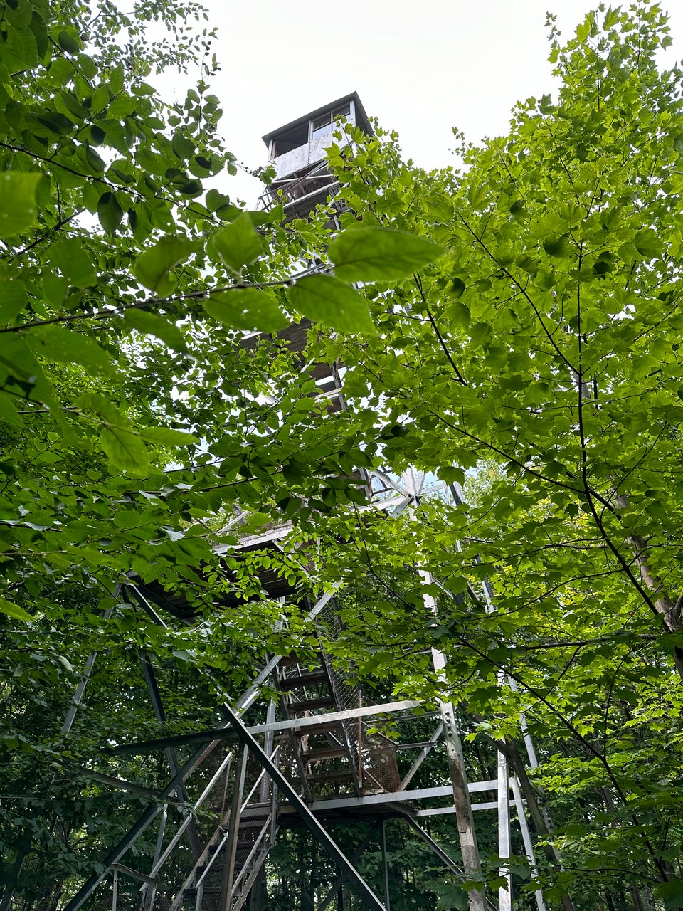 Photo of Mt. Tremper fire tower, a metal scaffold with stairs looming above trees and green leaves