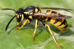 Yellowjackets the scourge of Alberta