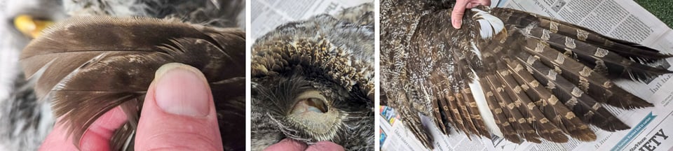 Left: Serrations on outer primary feather disturb airflow to facilitate silent flight. Center: GGOW’s ear canal is surrounded by softer feathers, which may allow sounds to pass through to stiff, bristly feathers that funnel them into the ear canal. Right: A white primary feather. / Photos by Steve Dietz