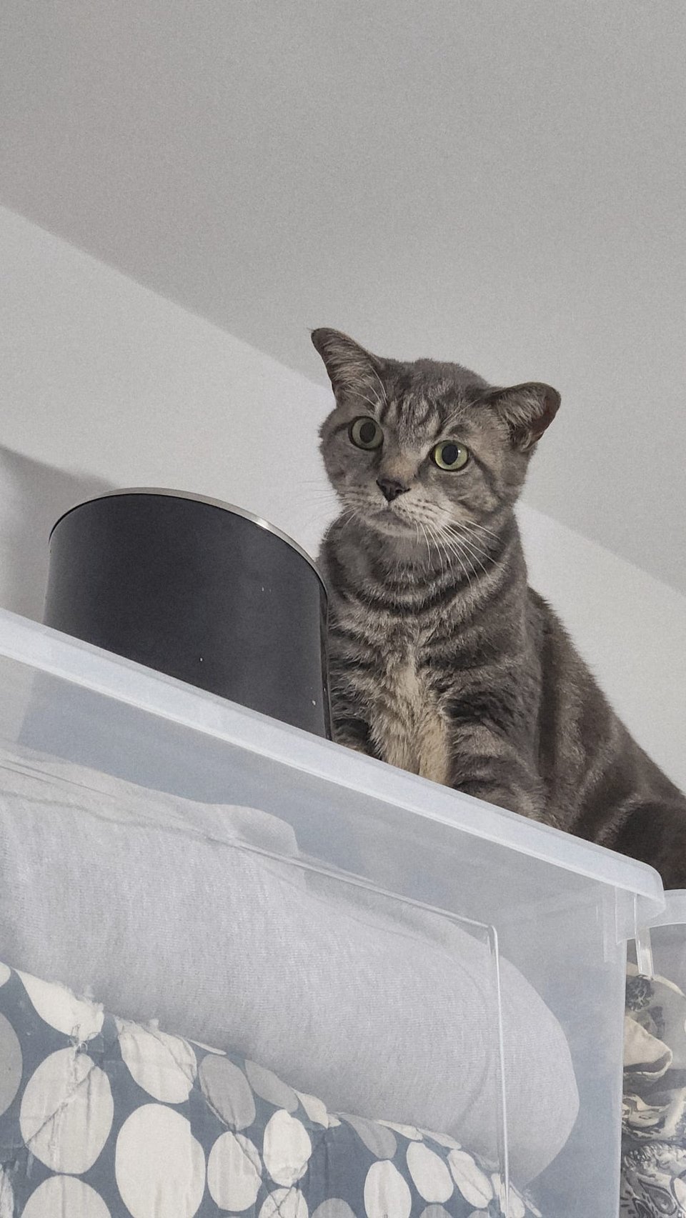 A grey cat standing on transparent boxes of sheets and blankets.