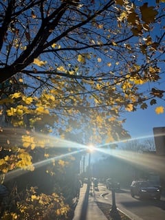 yellow leaves shot through with late afternoon streaks of sun on a busy street against blue sky