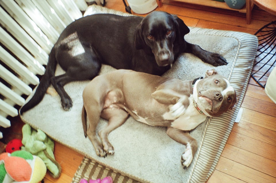 A large black dog and a smaller grey and white pit bull sharing a dog bed.
