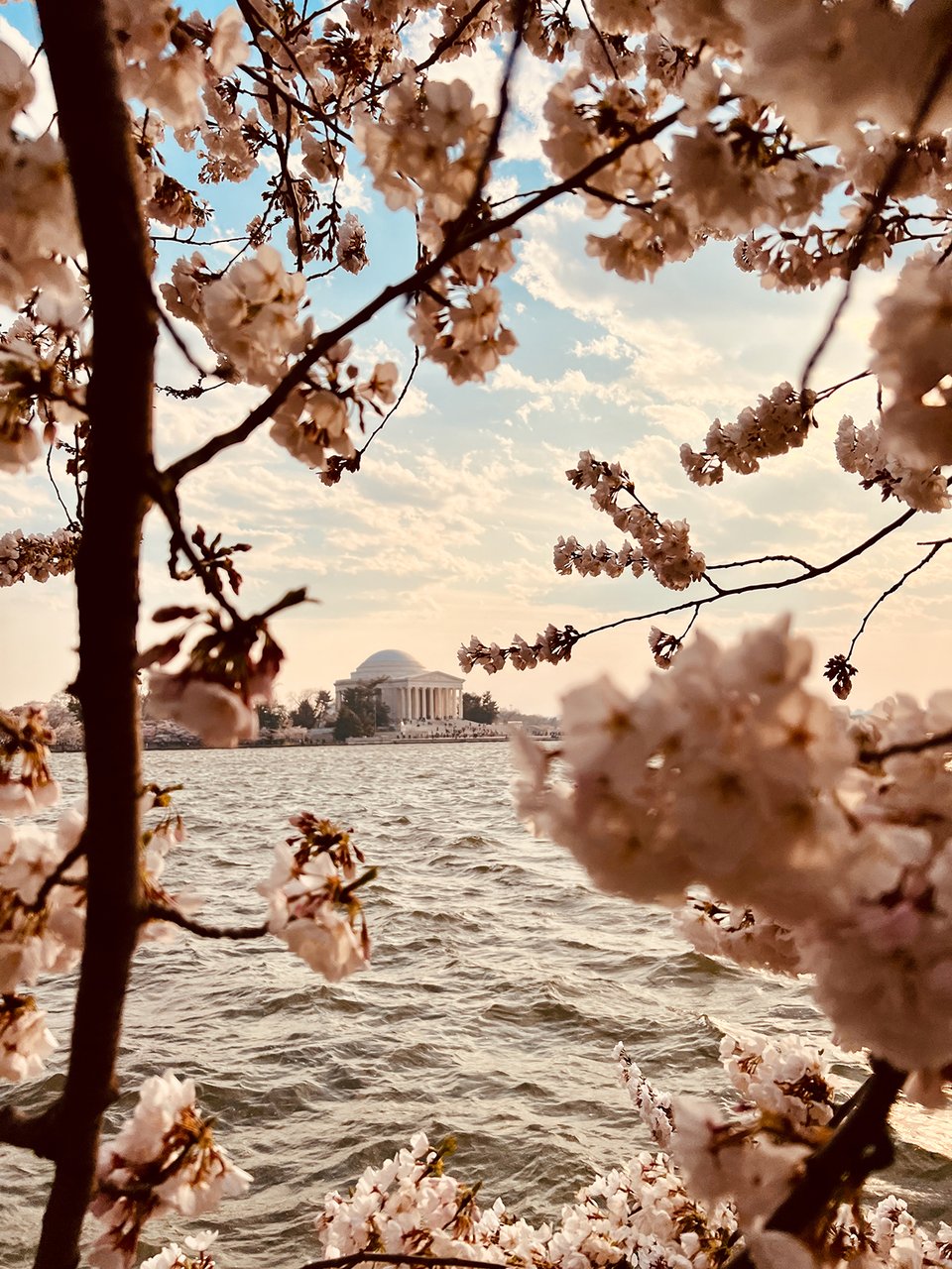 Cherry blossoms at the Tidal Basin in Washington, D.C. The Lincoln Memorial appears in the background.