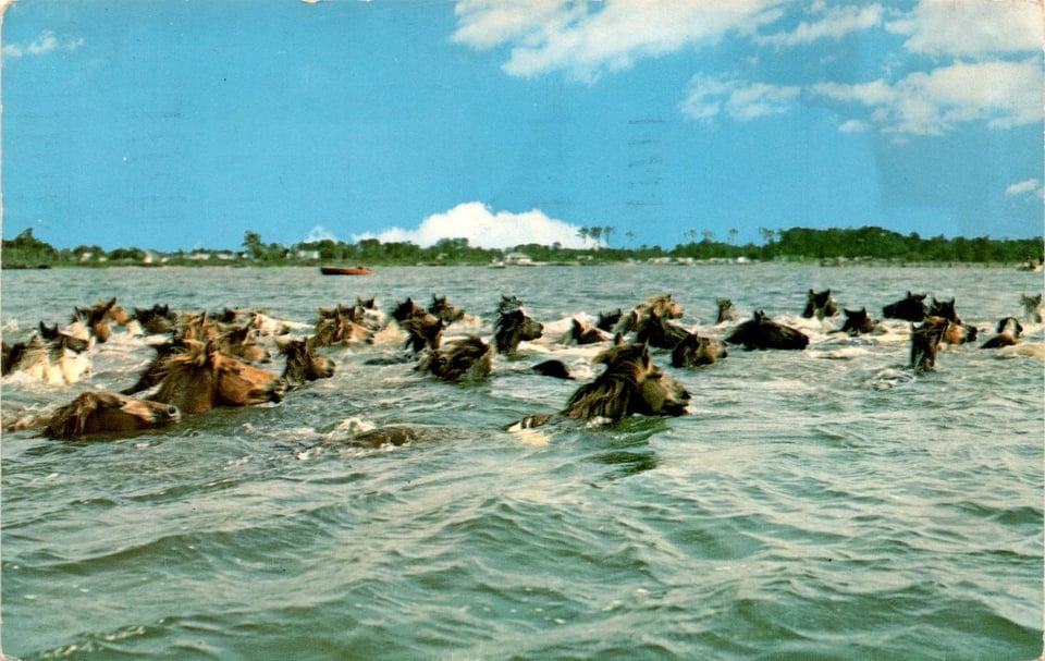 A herd of horses swim together in the ocean underneath a bright blue sky. The photograph is older, vivid with a grainy texture.]