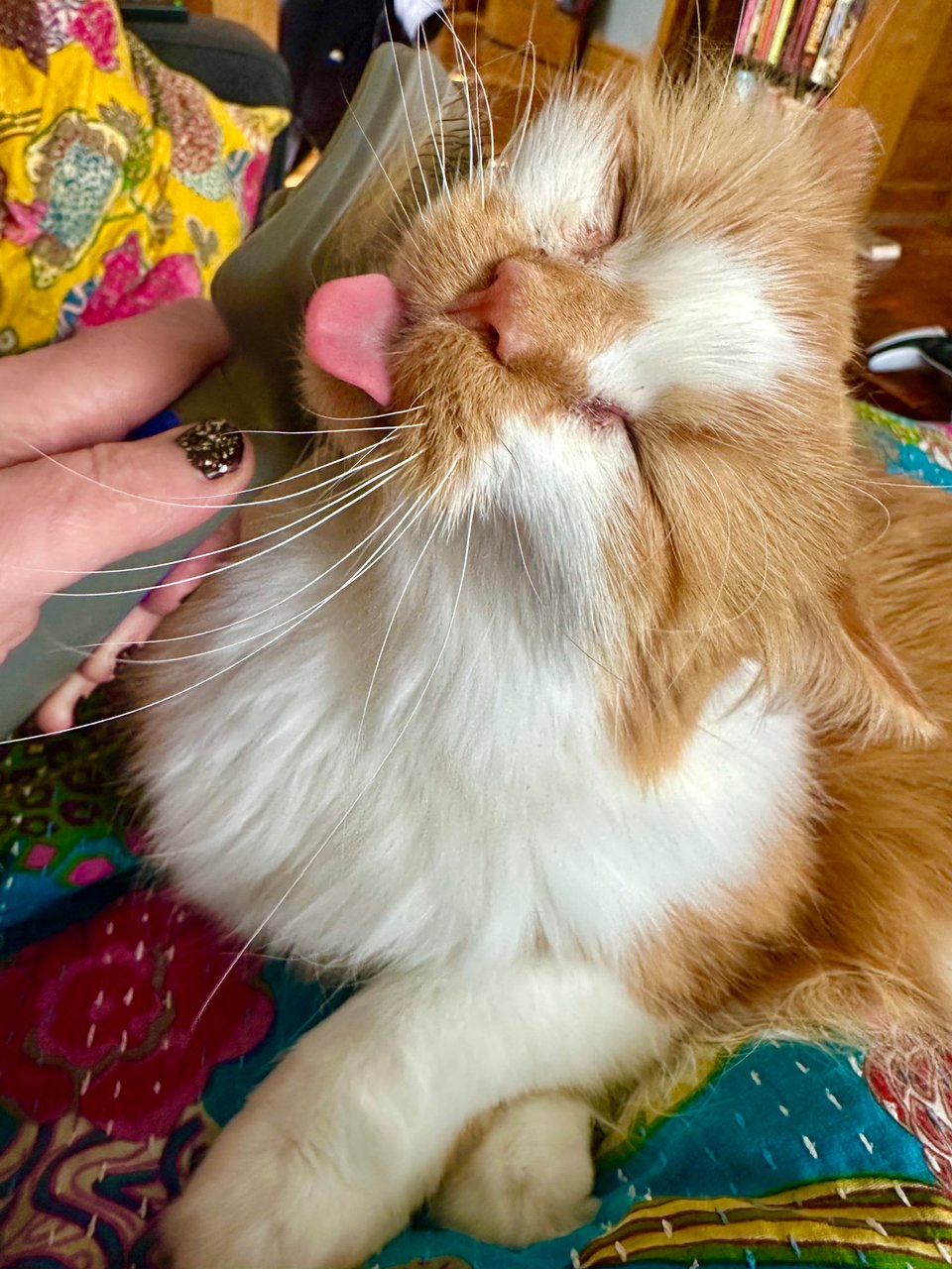 a fluffy orange and white kitty sticking his tongue out in a gloriously undignified way while getting his face brushed