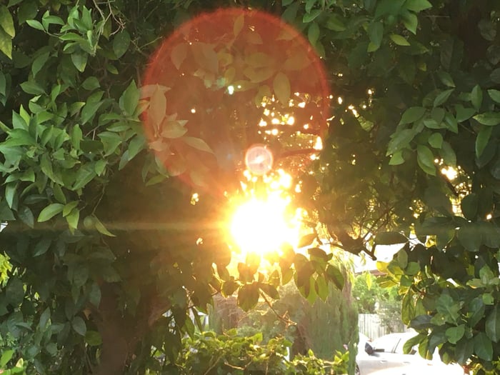 A photo of a thicket of leaves, the sun shining through a gap in a honey yellow spill that throws a giant flare. 
