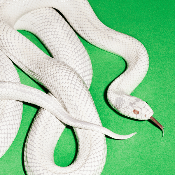 The cover of the Deftones album private music. A white snake with red eyes is laid on a flat green background.