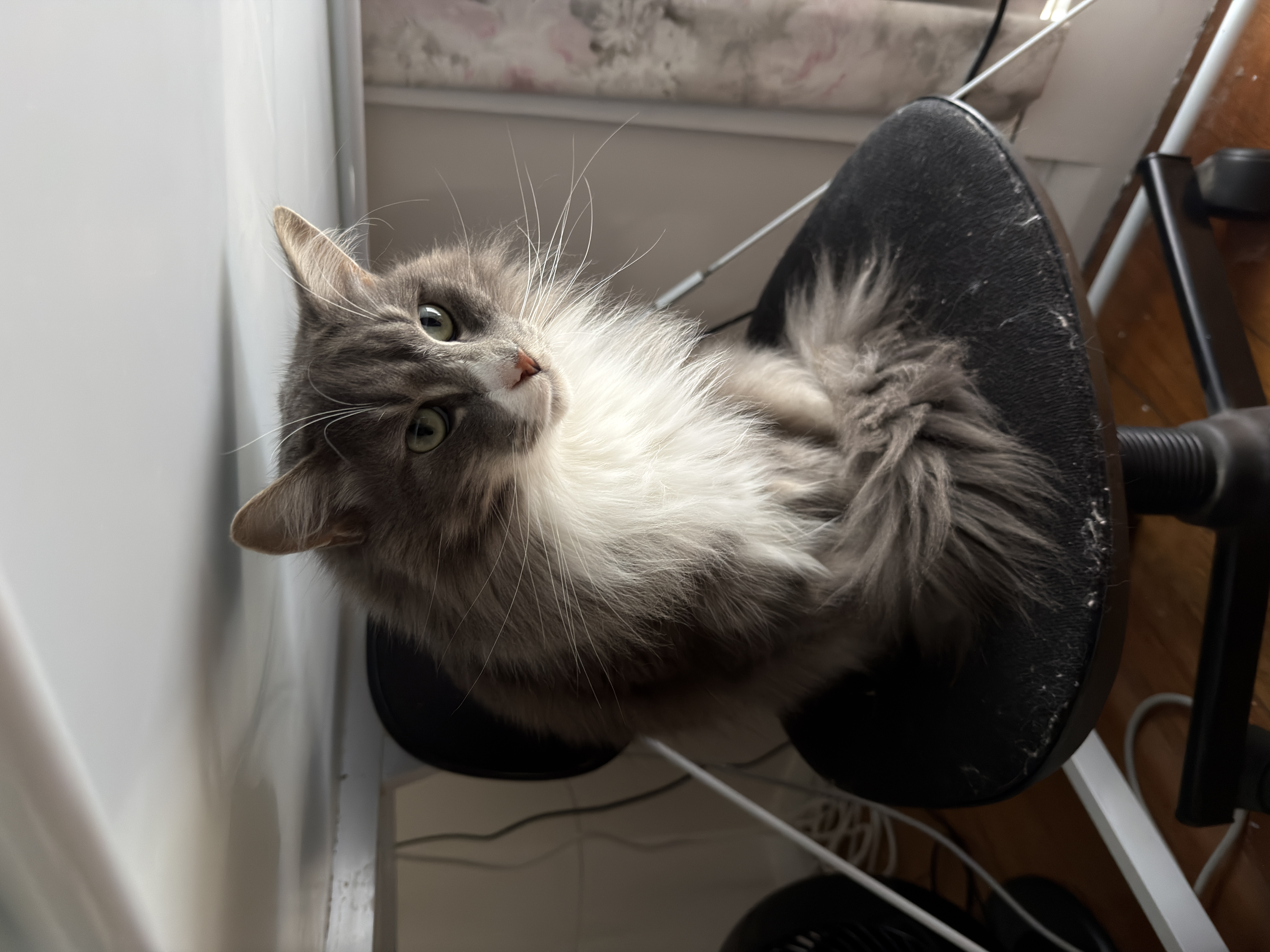gandalf