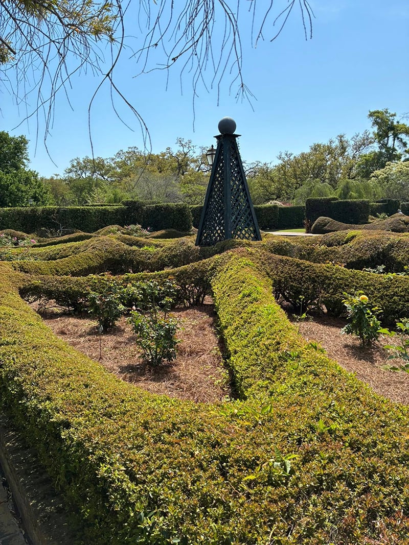 A photograph of the hedges from one section of the Botanical Garden. They are trimmed so that they are rolling like waves.