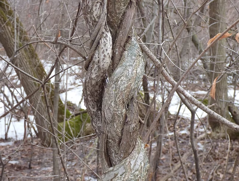 … but look at what its woody vines do! This bittersweet vine has wrapped itself around and choked a native wild grape vine. If you identify bittersweet vines in your woods, cut them off — and please don’t plant bittersweet as an ornamental in your gardens.