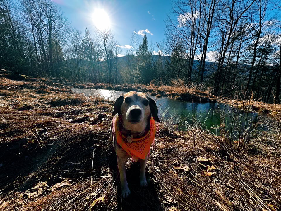 A dog wearing an orange bandana, sitting in front of a small pond. In the background is a forest, mountains, and sunny blue sky.