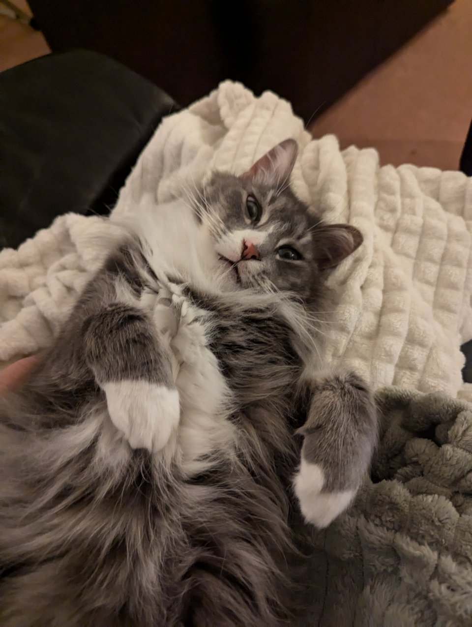 260 - life update 🎊🧧⏳