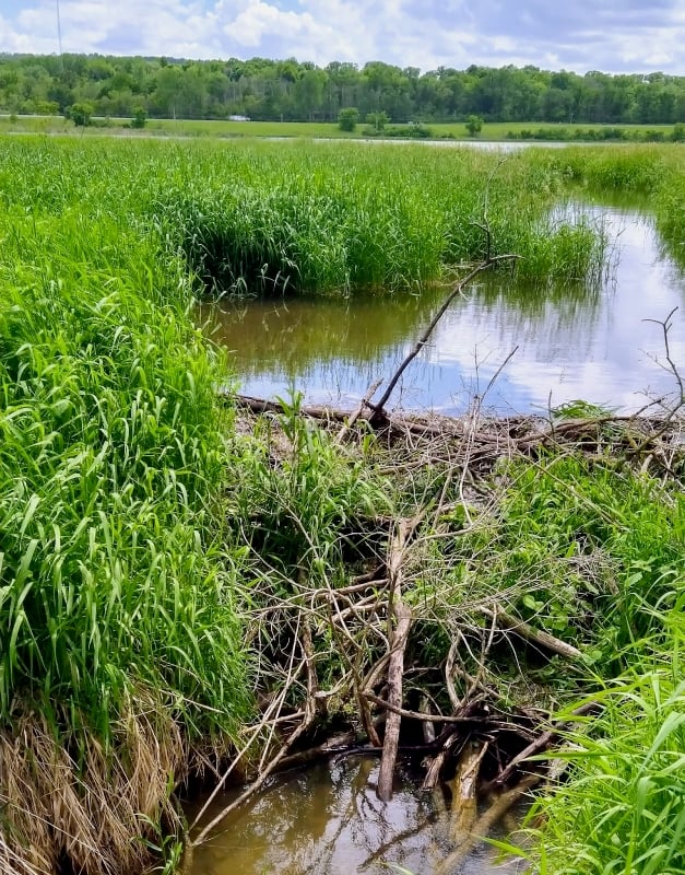 Before: Last year, beavers created a clever and fortuitous dam southeast of Pleasant Valley Lakelet that had been helping it maintain a healthy water level … / Photo by Jake Gaster