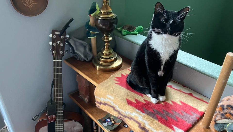 A black and white cat on a shelf with a fuzzy blanket. There's a guitar nearby.