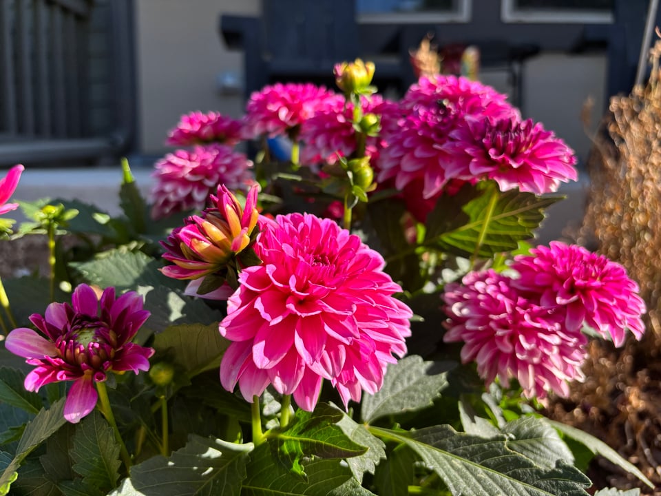 pink dahlias