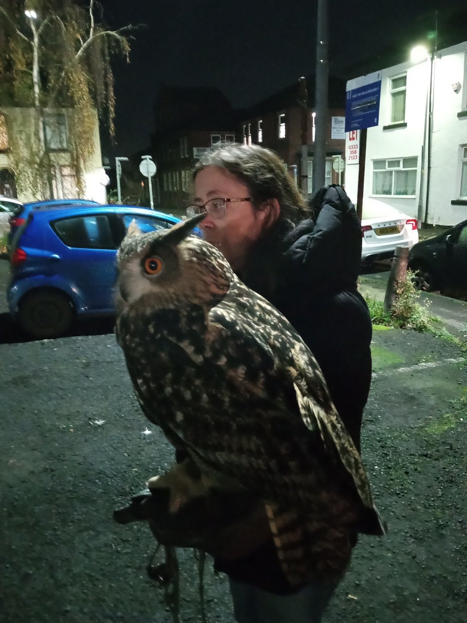 A woman holding a very large owl in a parking lot.