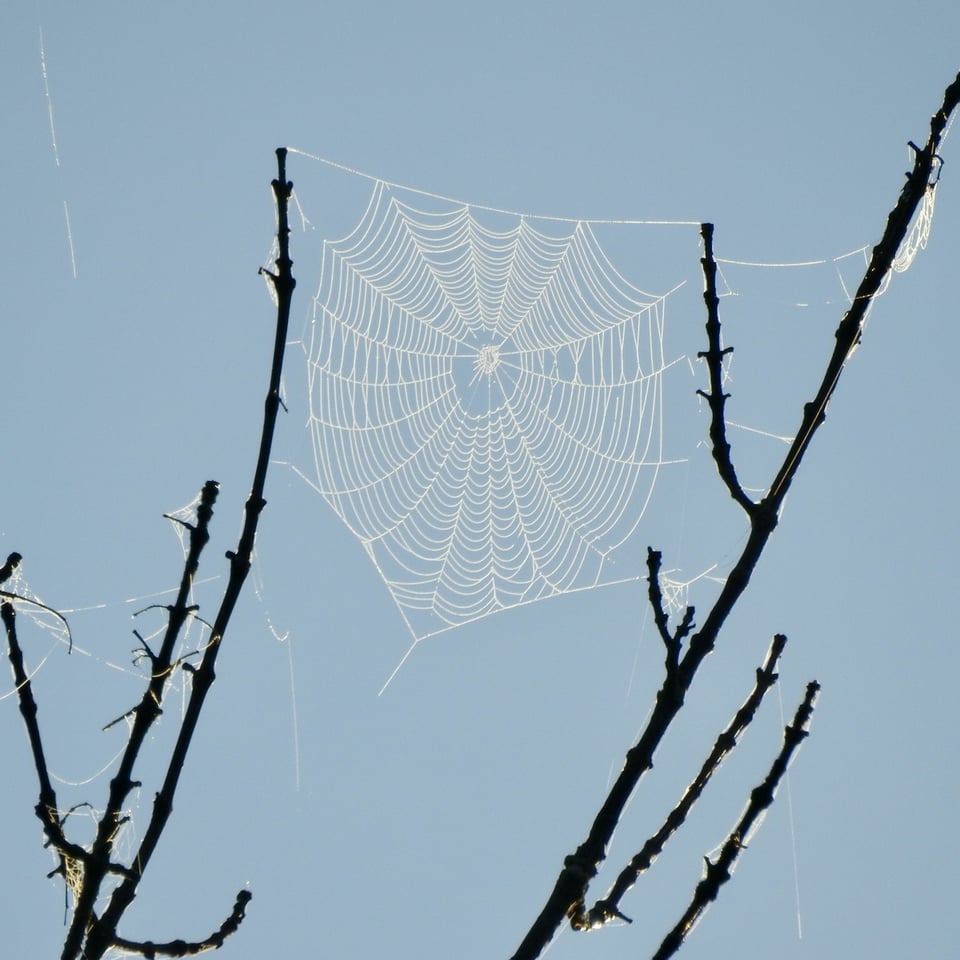 Once leaves fall, other woodland aspects may be more evident, like this beautiful spider web. Despite their fragility, spider webs are remarkably strong, which you’ll know if you’ve ever tried to powerwash some off your house. / Photo by Steve Dietz