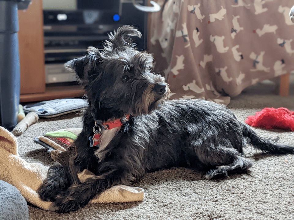 A small grey and black dog with a white patch on her chest is lying on beige carpet and looking to the right of the camera with ears raised