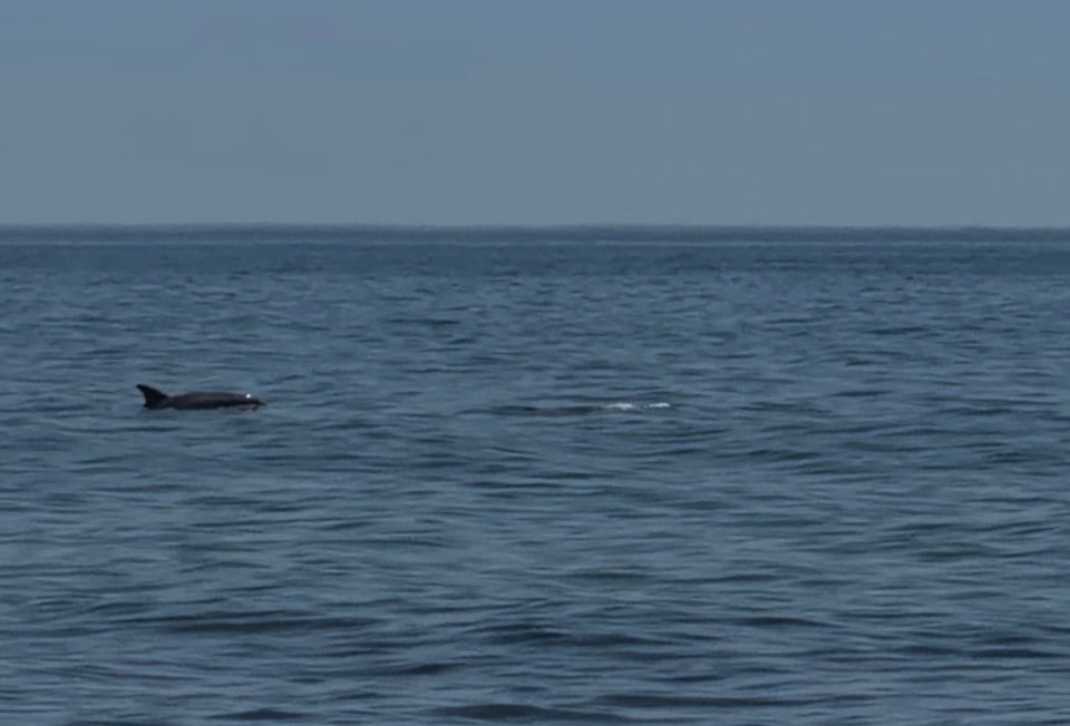 a shitty photo of one dolphin coming up for air in the ocean