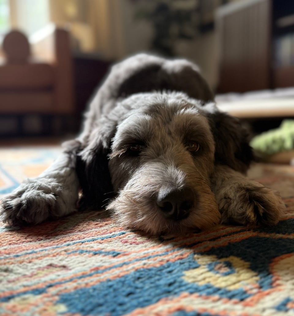 photo of a gray aussiedoodle flumphed on a rug, paws beside her face, snout on the floor. Her long eyelashes are illuminated by daylight from her right