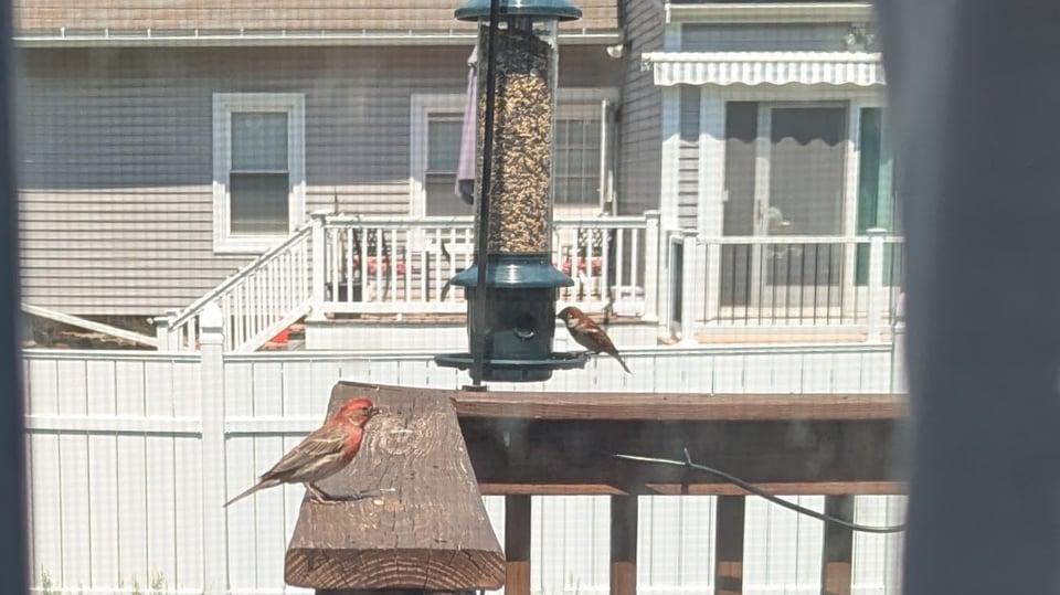 A photo of a finch and a sparrow near a bird feeder. It is sunny and they are taking a break.