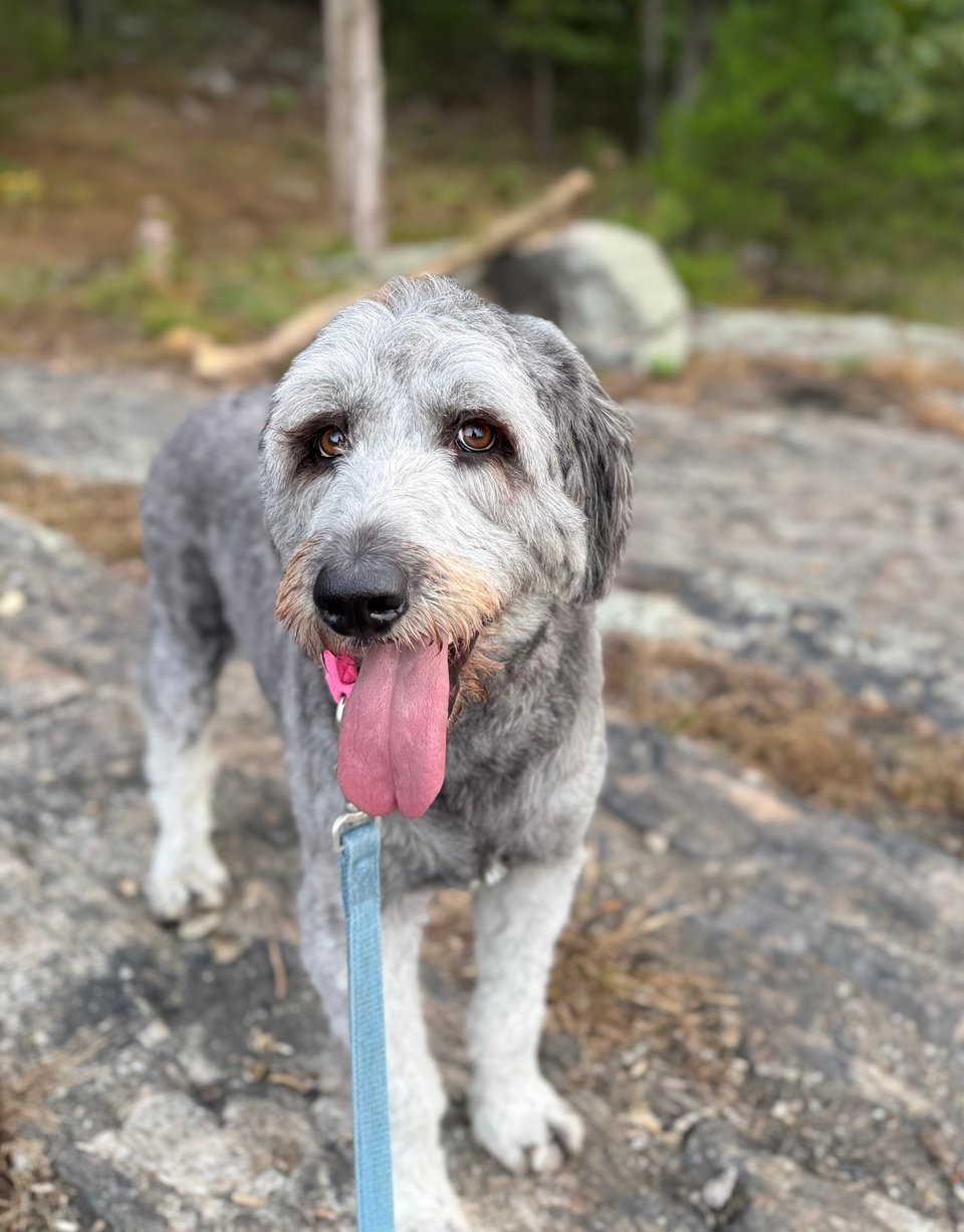 photo of gray Aussiedoodle standing on a rocky surface in some woods, with her tongue hanging out. She's making eyes at the camera.