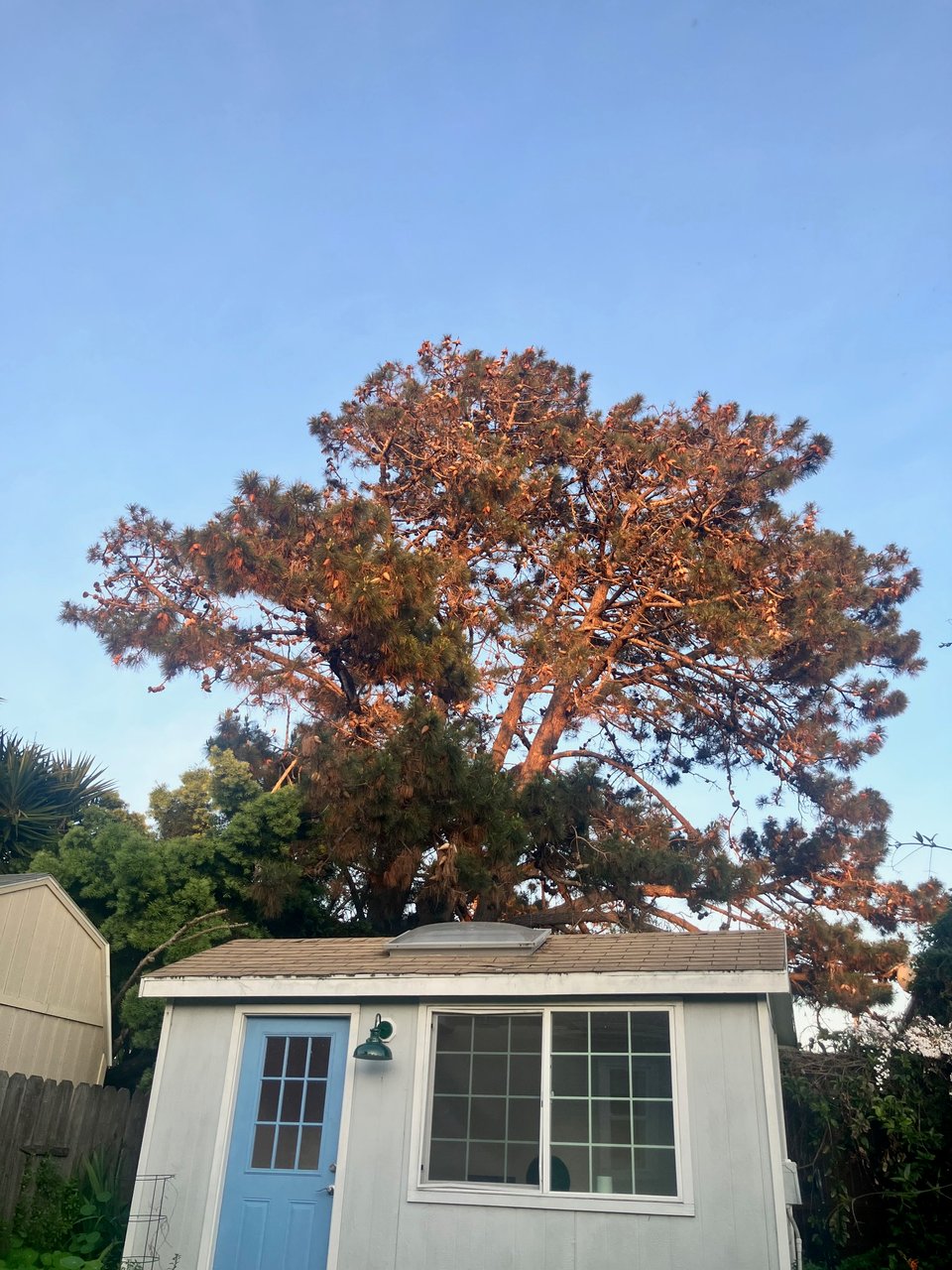 Golden hour on a tall pine tree looming over my friend Trevor's backhouse.