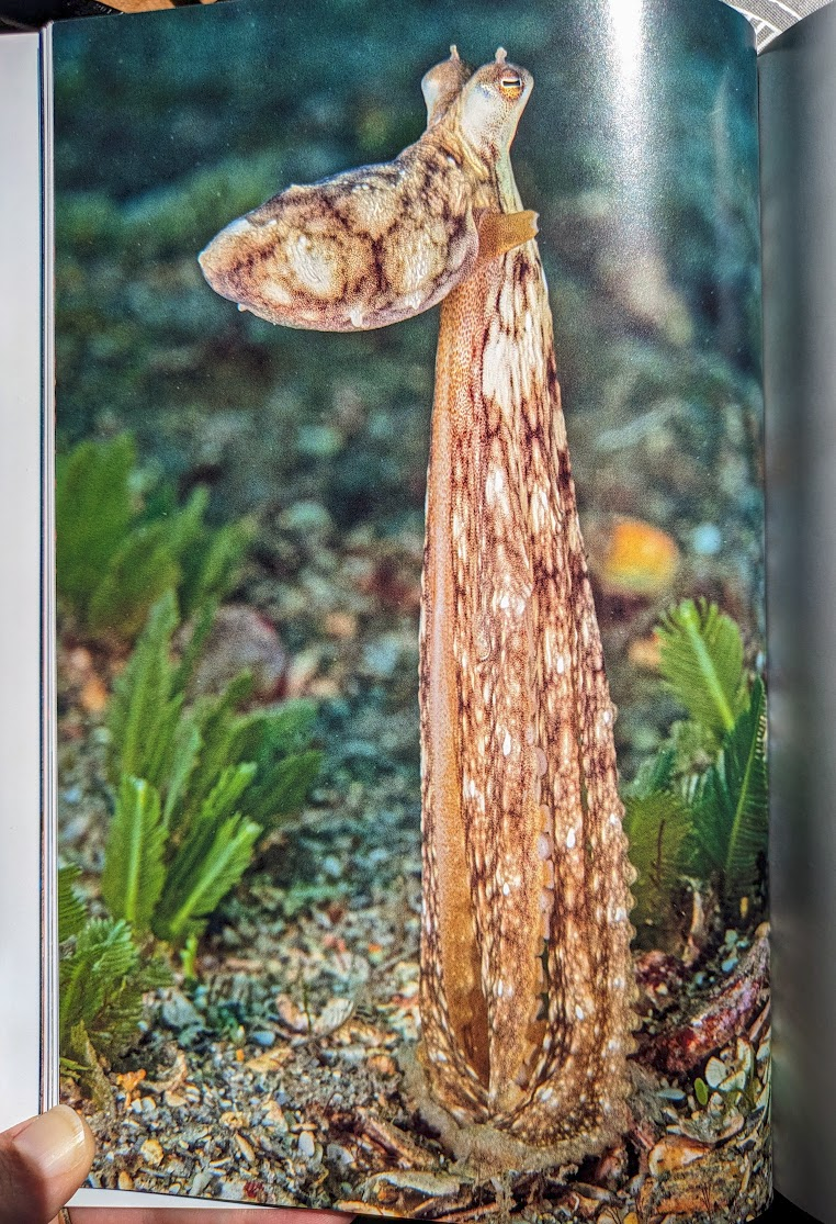 A photograph of an octopus "standing" on all eight arms. They are stretched out very long from the seafloor up to the octopus's rather small head and mantle, which sticks out in a funny-looking blob.