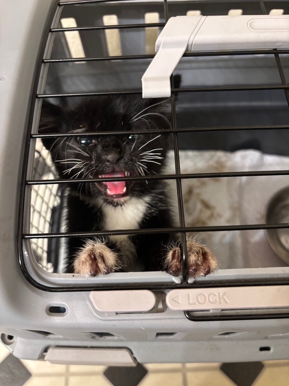 a black and white kitten with filthy paws appears to scream through the bars of a hardshell cat carrier.