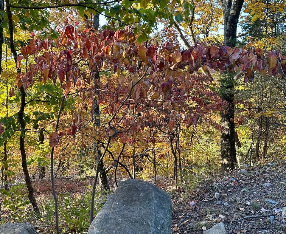 photo of smallish tree/shrub with red/yellow autumn leaves