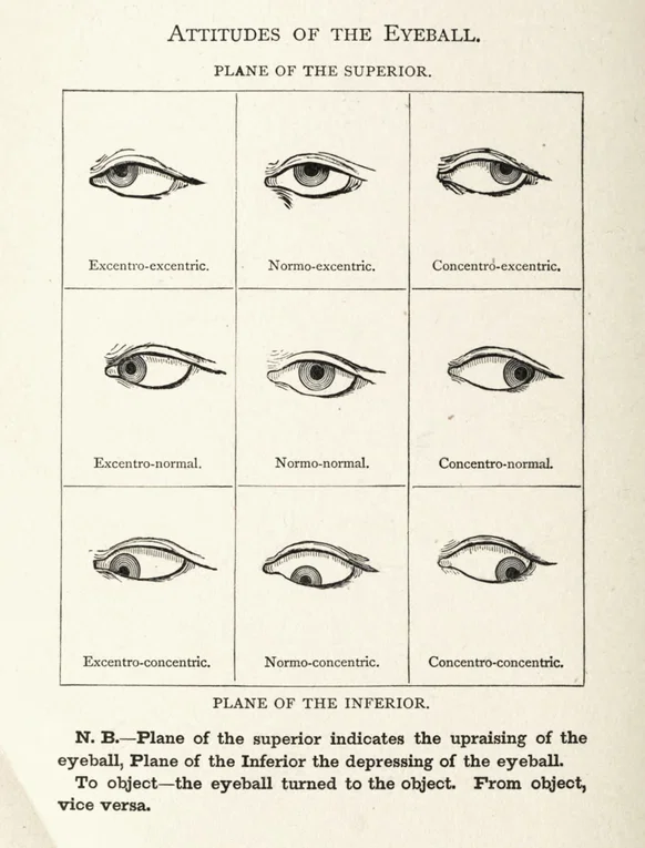 A black-and-white nineteenth-century instructional diagram titled “Attitudes of the Eyeball,” with the subtitle “Plane of the Superior.” It's a tic-tac-toe style grid with nine drawings of eyes looking in different directions -- the drawing is fairly realistic but slightly creepy in an unintentionally funny way. The columns of the grid are labeled, from left to right, “Excentro-excentric,” “Normo-excentric,” and “Concentro-excentric” in the top row; “Excentro-normal,” “Normo-normal,” and “Concentro-normal” in the middle row; and “Excentro-concentric,” “Normo-concentric,” and “Concentro-concentric” in the bottom row. In the grid the eyeballs are looking upward, level, or downward, combined with leftward, centered, or rightward gaze. Beneath the grid appears the heading “Plane of the Inferior,” followed by a note reading: “N. B.—Plane of the superior indicates the upraising of the eyeball, Plane of the Inferior the depressing of the eyeball. To object—the eyeball turned to the object. From object, vice versa.”