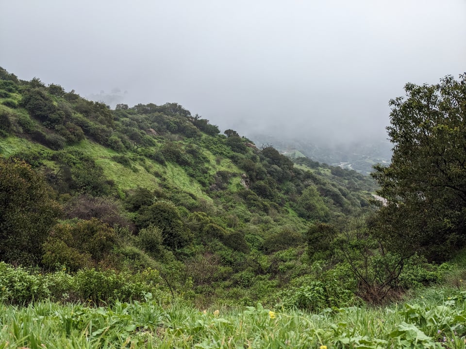 The green canyons of Griffith Park ensconced in fog