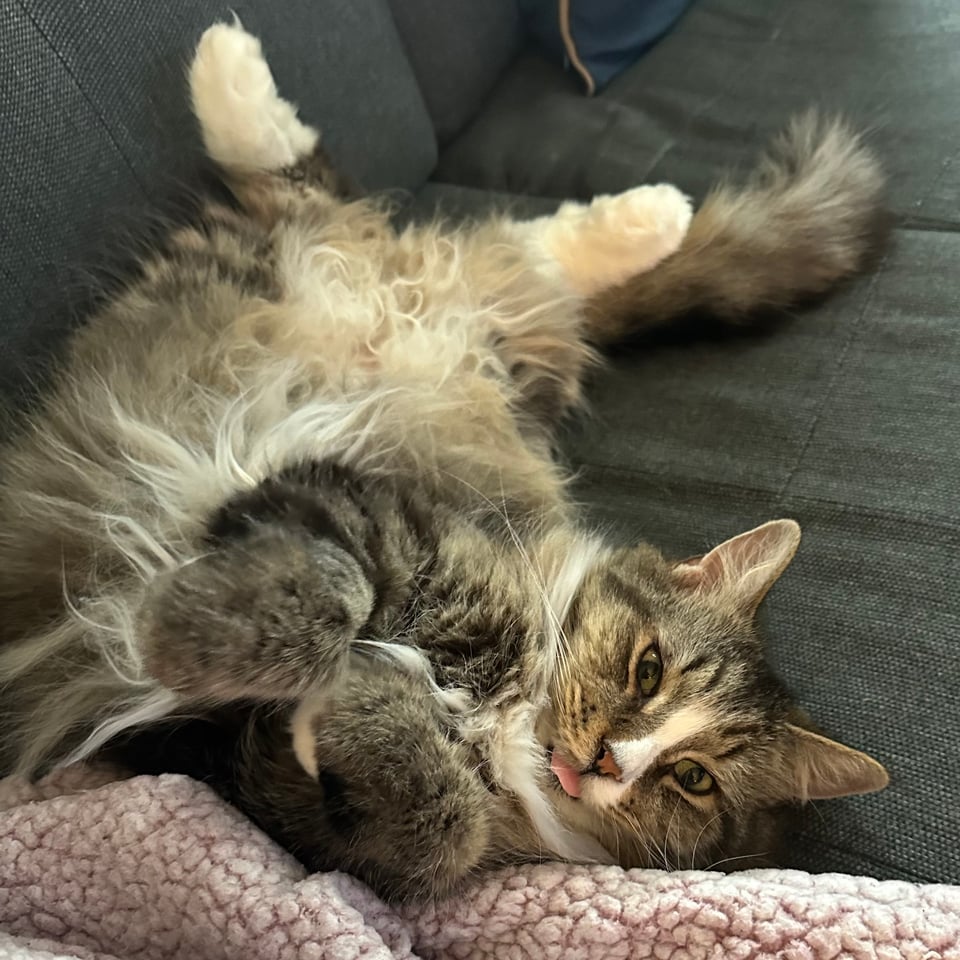 Sam the cat laying on his back with his tongue out