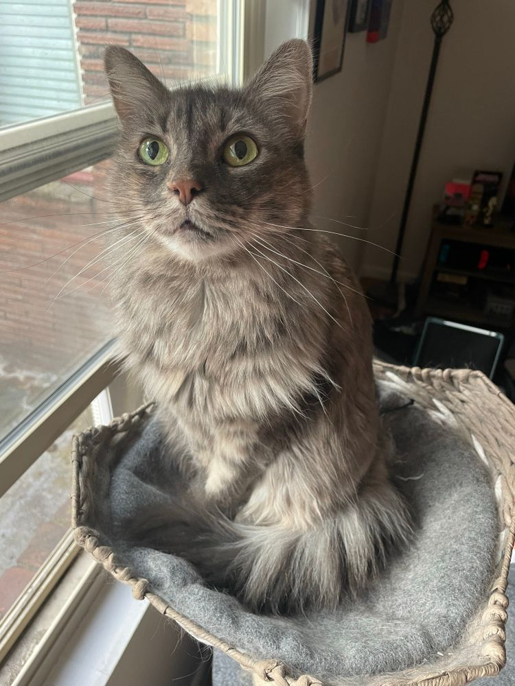 A light gray longhair cat looking at the camera with vacant light green eyes.