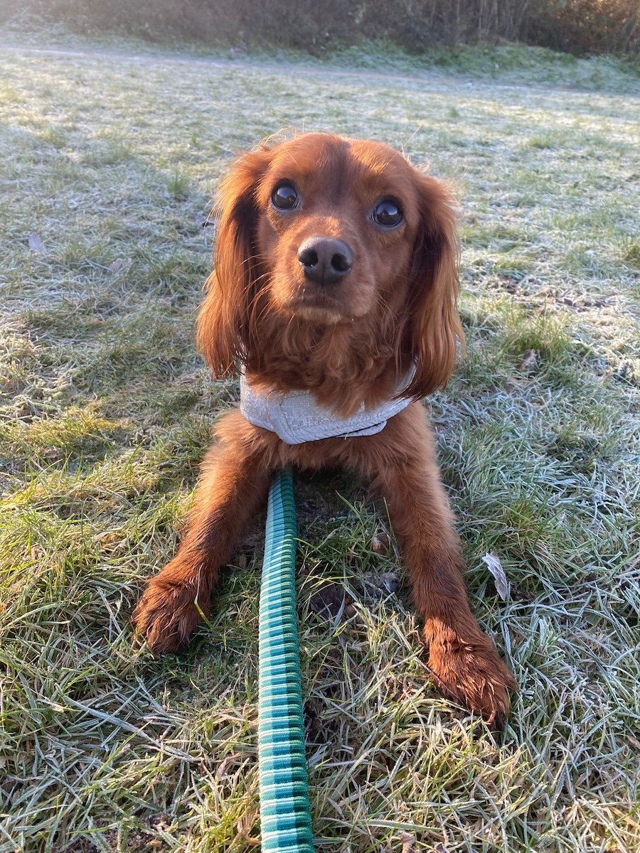 A cute dog in a frosty park.