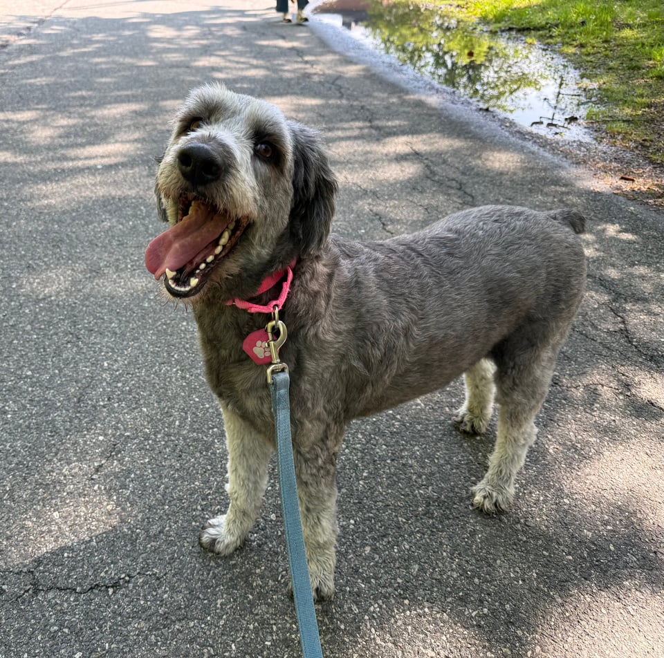 photo of cute gray Aussiedoodle on a road during a walk, looking at the camera and yawning with her tongue sticking out