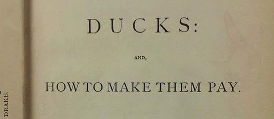 ducks and how to make them pay