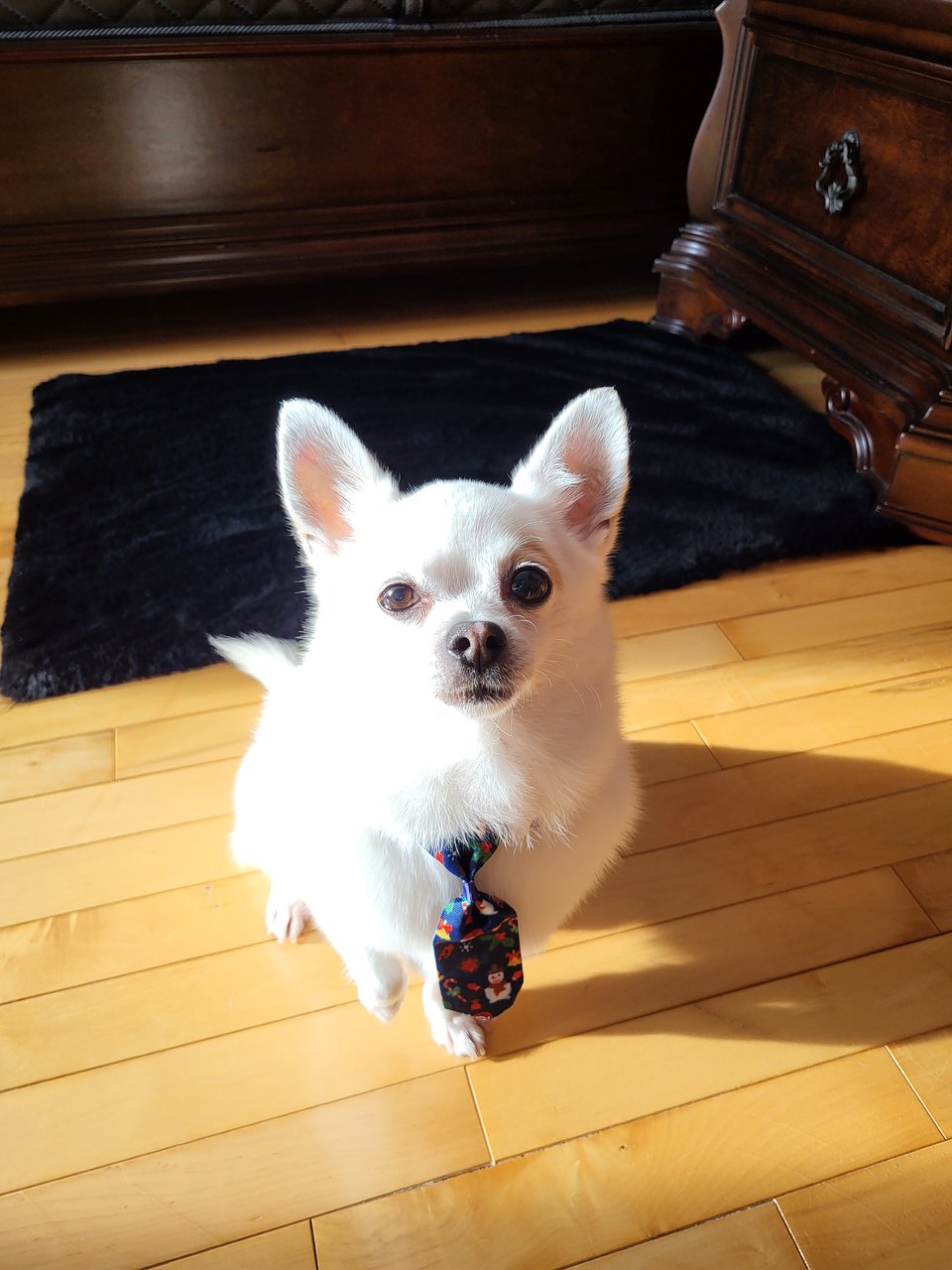 A fluffy white chihuahua wearing a winter-themed tie. He is devastatingly cute.