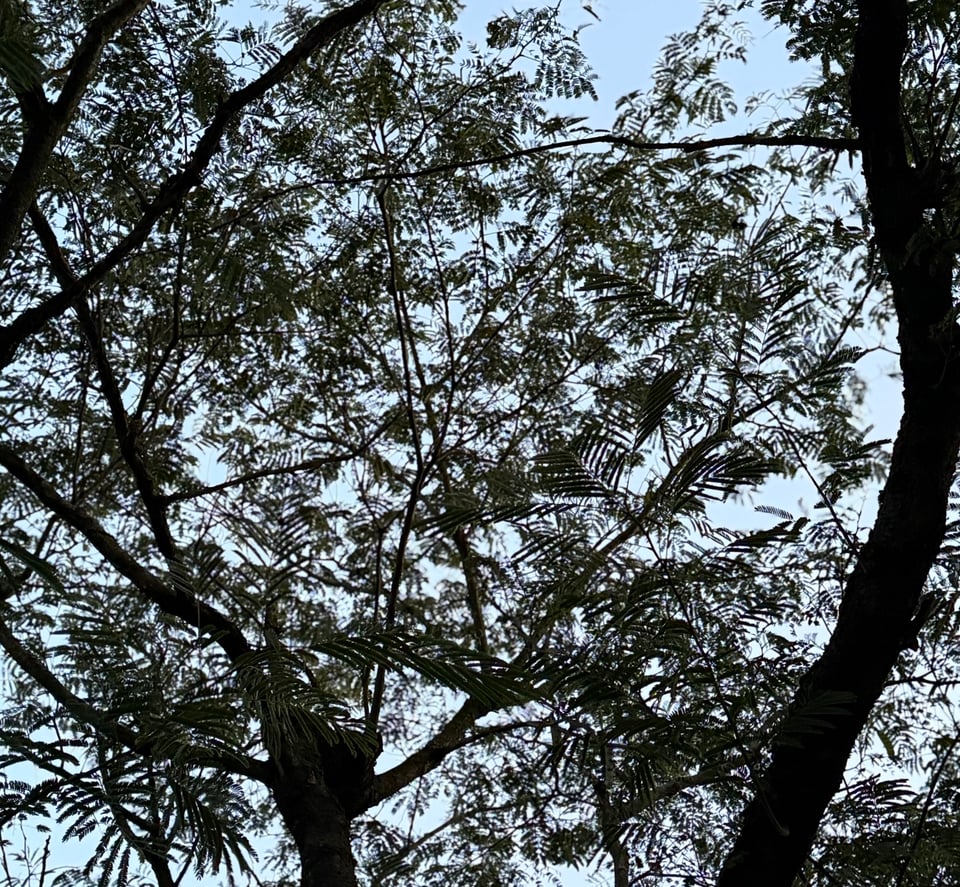 photo of mimosa tree from below, with pale sky behind it