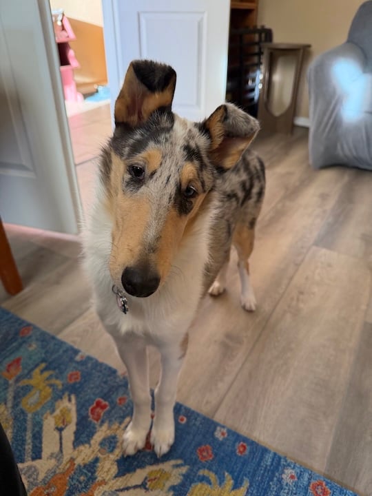 Opal, a Smooth Collie puppy, standing inside my office, looking too cute.