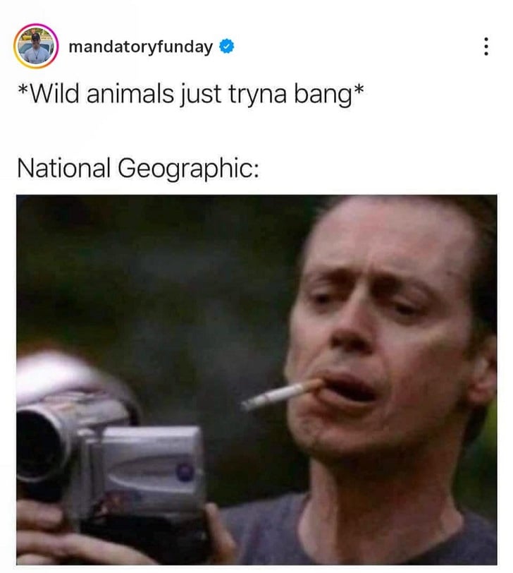 Instagram screenshot. Top text reads: *Wild animals just tryna bang* Then a photo tagged as being "National Geographic:" showing Steve Buscemi, with a cigarette hanging from one side of his mouth, holding a small camera and looking intently at the screen at what he's filming.