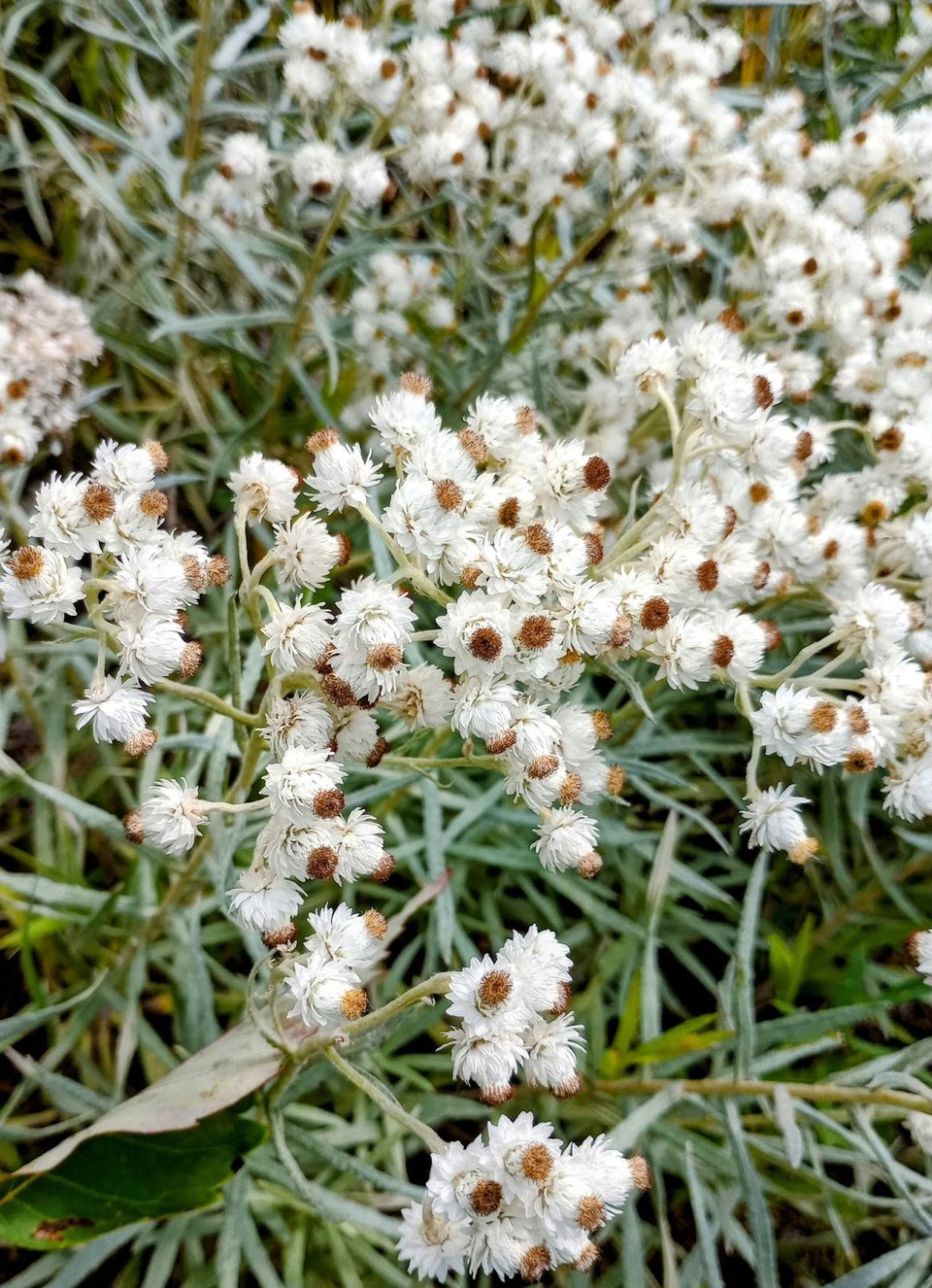 Park manager Jake Gaster reports that he recently found pearly everlasting (Anaphalis margaritacea) - during our August bioblitz! - in the park for the first time. It’s most frequently found in northeastern Minnesota, but isn’t unheard of here. / Photo by Jake Gaster