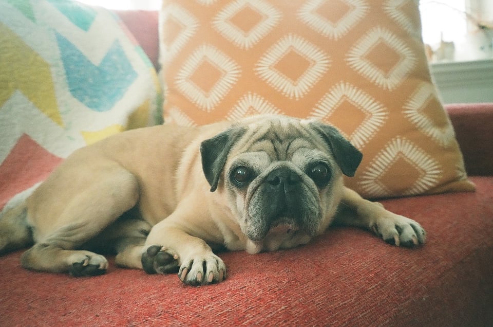 A 35mm film photo of senior pug Matty lying on the couch and looking into the camera with the most sincere and open expression.