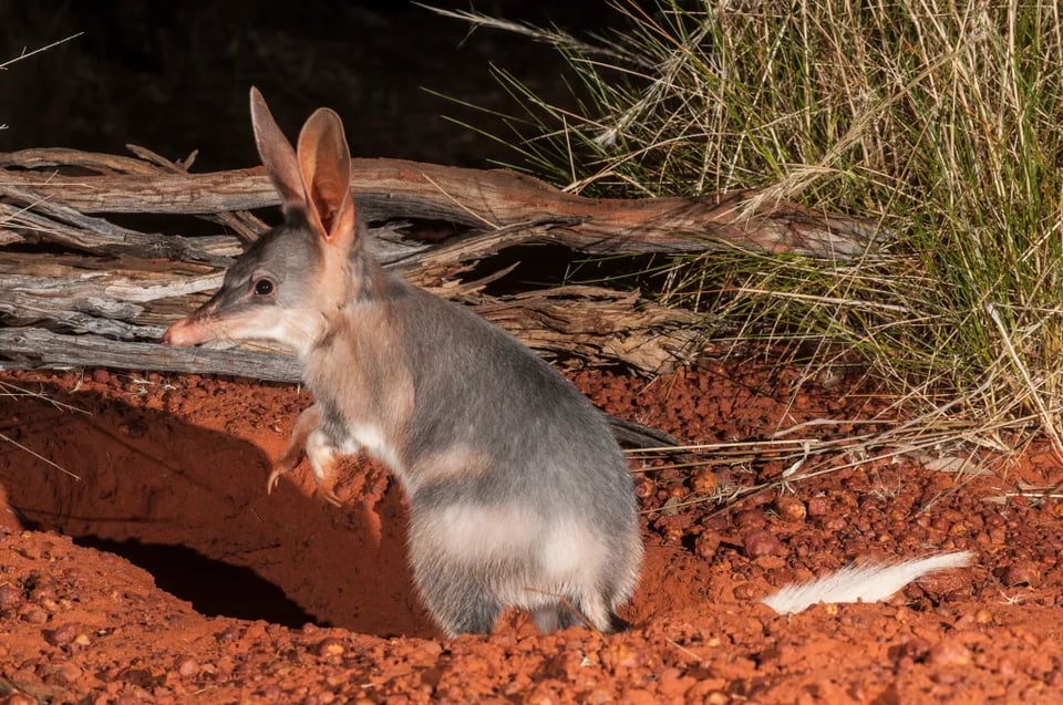A greater bilby, a small rodent with tall ears, stands up in the dark