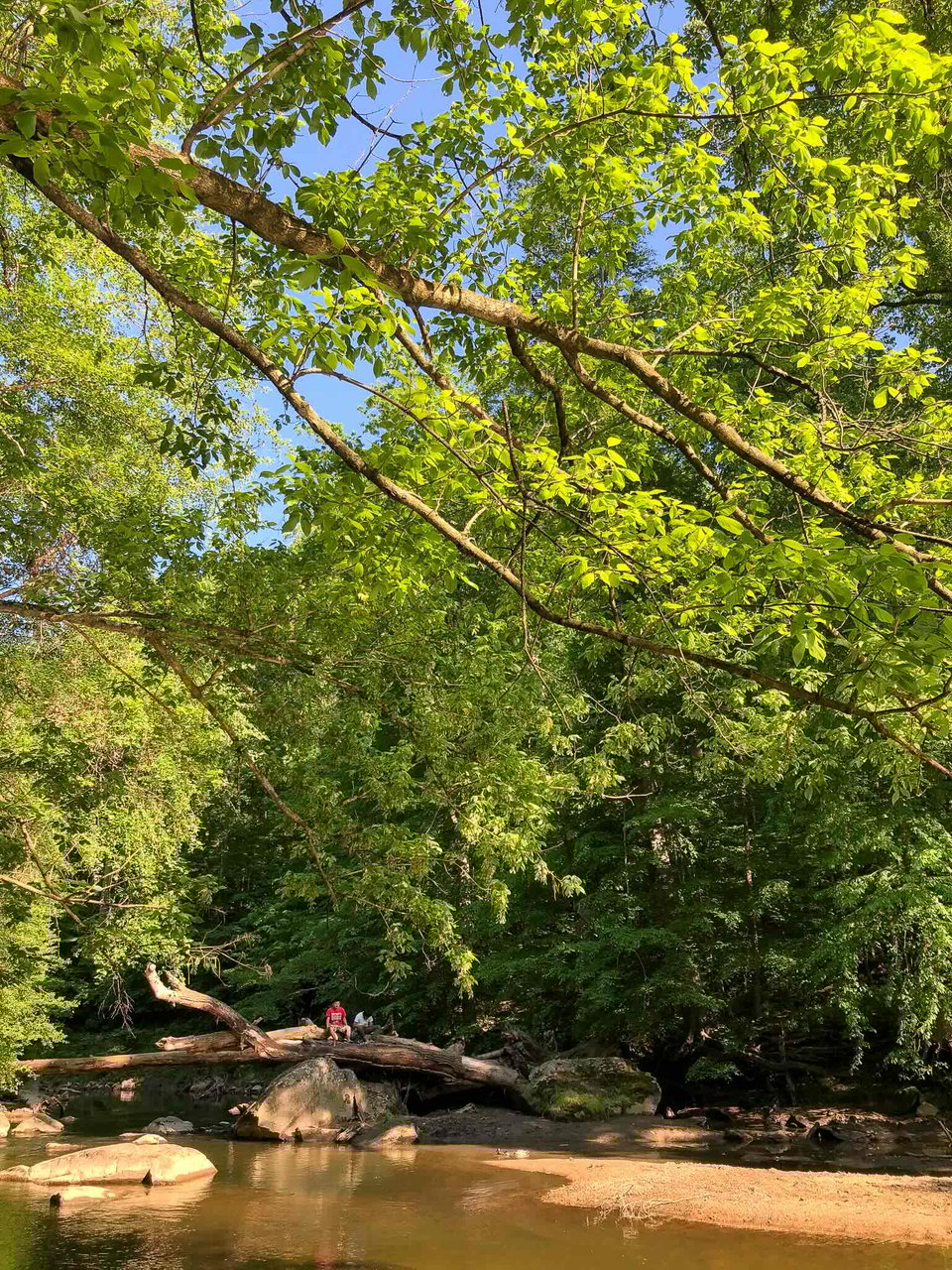 a blue-sky day in Rock Creek National Park with green trees covering most of the image and the creek at the bottom